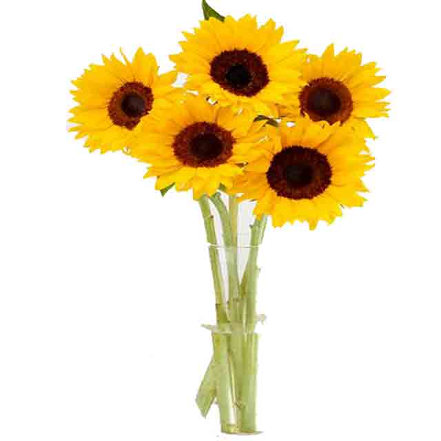 Kibsons Sunflowers