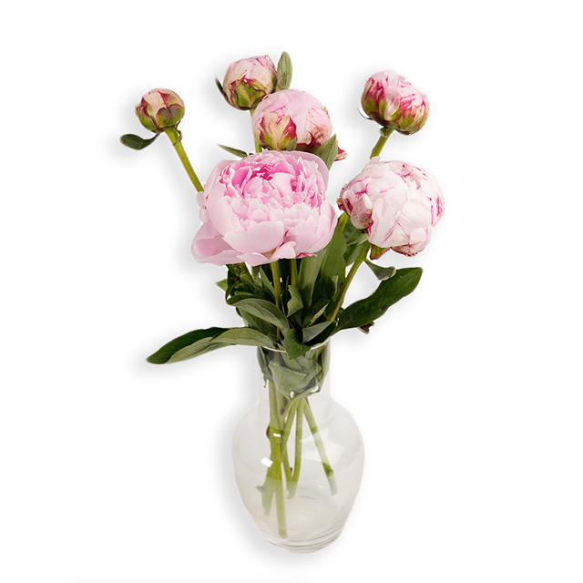 Kibsons Peony