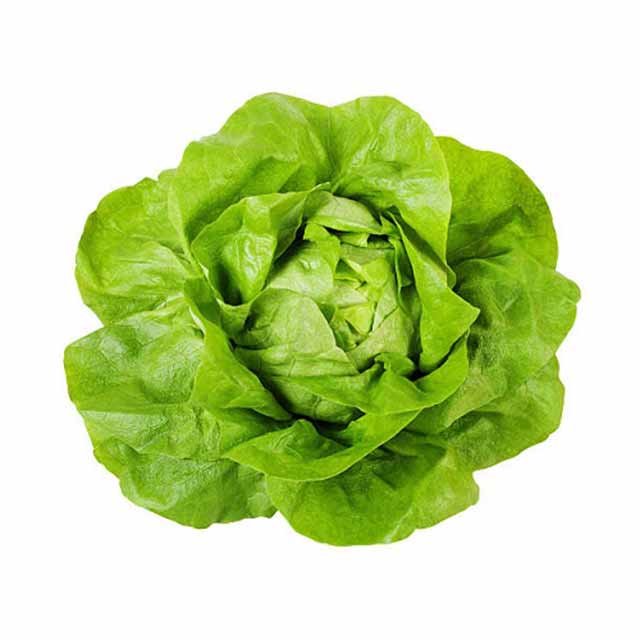 Armela Lettuce
