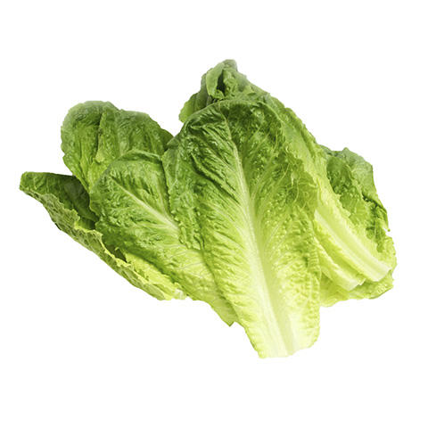 BPES Lettuce